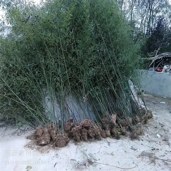绿化苗木竹子 金镶玉毛竹绿色真植物 庭院公园学校楼顶风景树