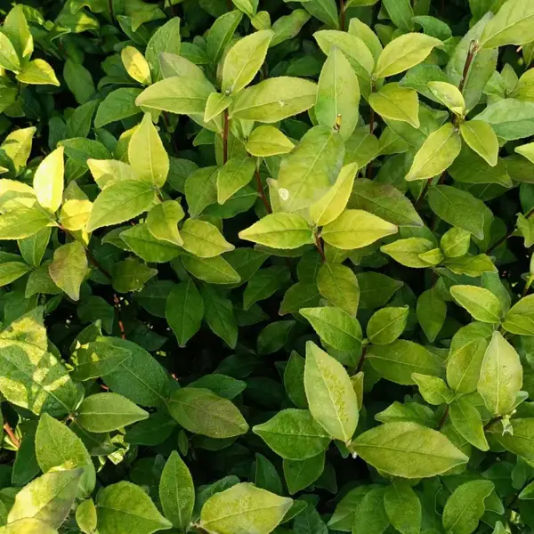 供应金观音茶苗良种茶苗金观音苗子茶苗茶树种苗早熟种苗