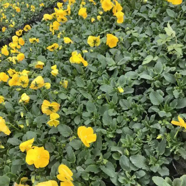 出售冬季春季时令草花,三色堇基地,角堇大量上市了