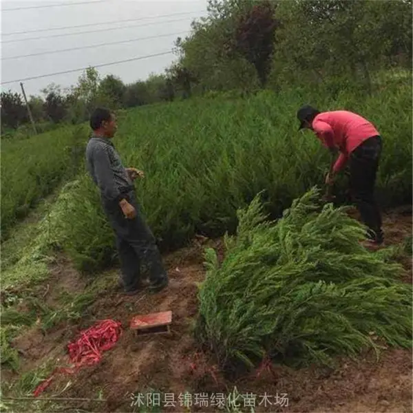 С���� С������Ҫ���� ��������С���ر�����