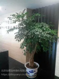 北京绿植销售,花卉租摆公司