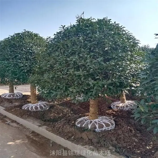 丛生桂花树 冠2米3米桂花树 四季常绿 庭院美化风景树