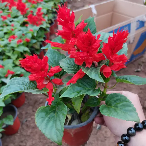 洪坤花卉基地供货 山东绿化苗供应 绿化花卉盆栽基地 园林绿化苗