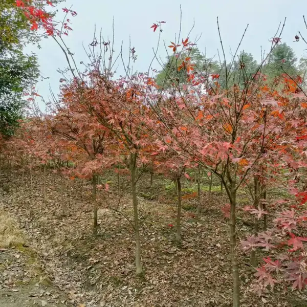 红枫基地,日本红枫,中国红枫,美国红枫,红枫批发出售