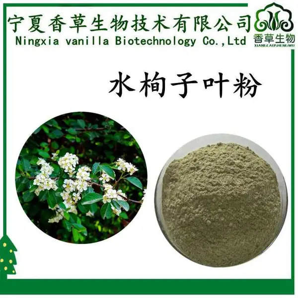 水栒子叶粉 100目 提取物 10: 1 水栒子叶速溶粉 水溶 提取液