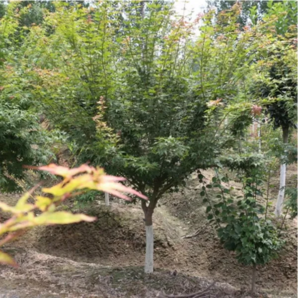 鸡爪槭价格 自产自销鸡爪槭,薄利多销,苗木资源雄厚,存活率高,适应性强,
