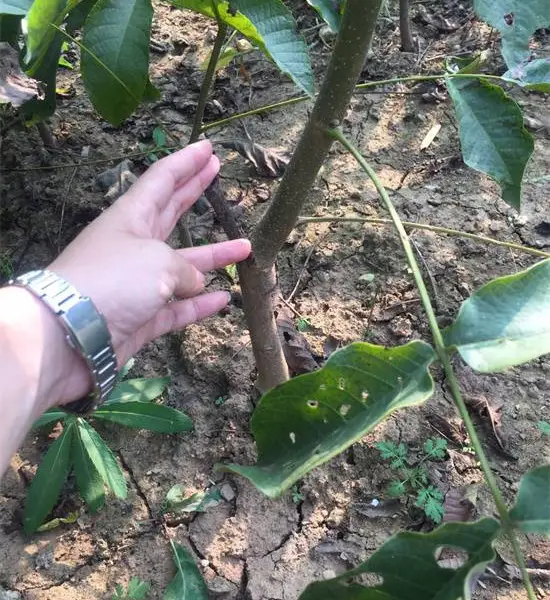 山东泰安核桃当年小苗 二年苗 品种苗***格