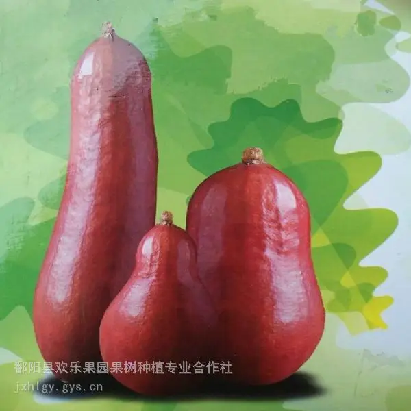 汁多如水 香甜如蜜 水如蜜香瓜 水如蜜香瓜种子种苗批发 水茹蜜香瓜种植技术