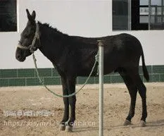 山东大型肉驴养殖场供应德州驴驴苗驴驹,乌头驴个体大毛驴价格低