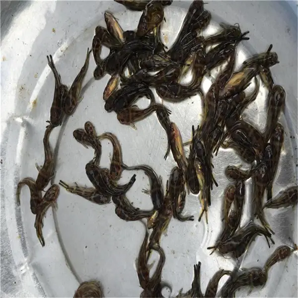 杂交黄骨鱼苗易活全雄黄颡鱼苗淡水黄丫头昂刺鱼苗活体包邮养殖