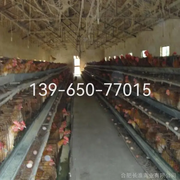 供应改良型青脚细腿淮南草鸡苗-淮南王鸡苗-土鸡苗