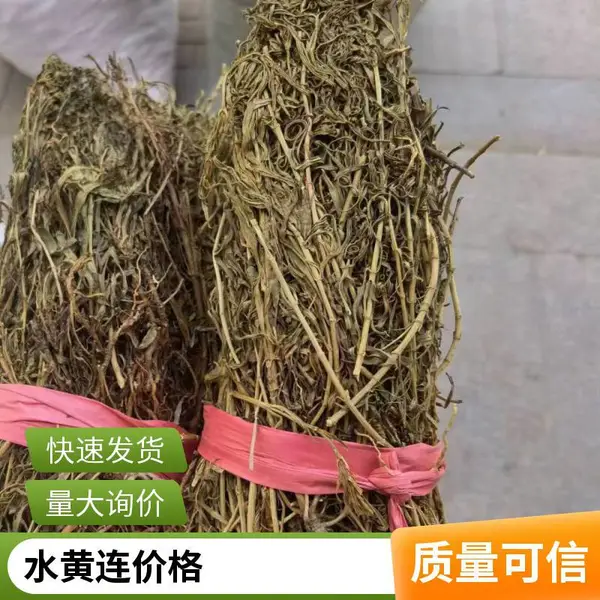 奇弘堂农产品批发 水黄连 岩黄连 青鱼胆草含量高效果好 一斤发货