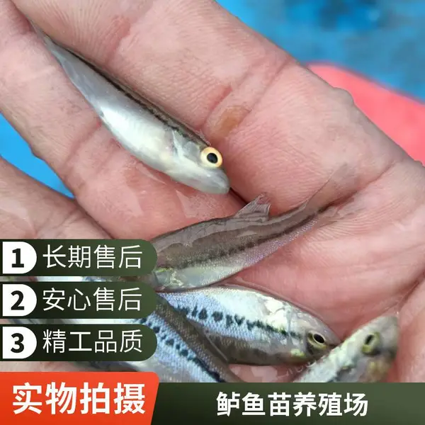 鲈鱼寸苗 鲟鱼苗 山东潍坊鲈鱼苗鲟鱼苗养殖场 自繁自养 重复购买