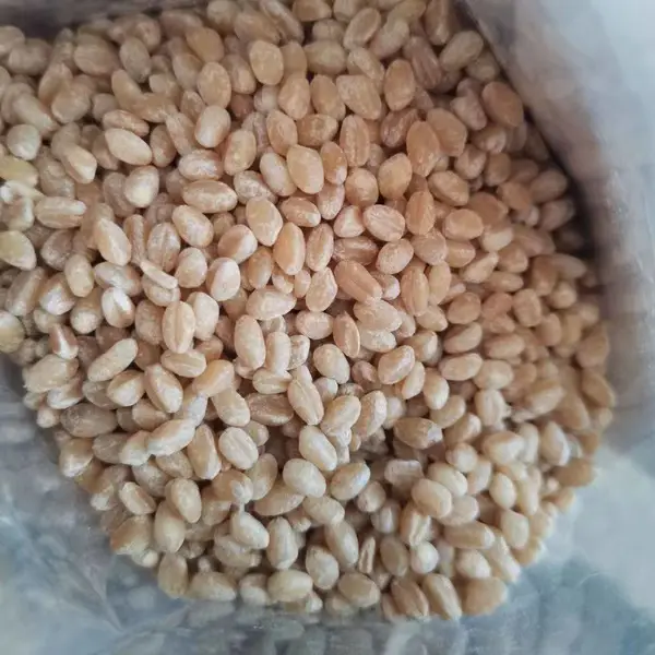 小麦仁
