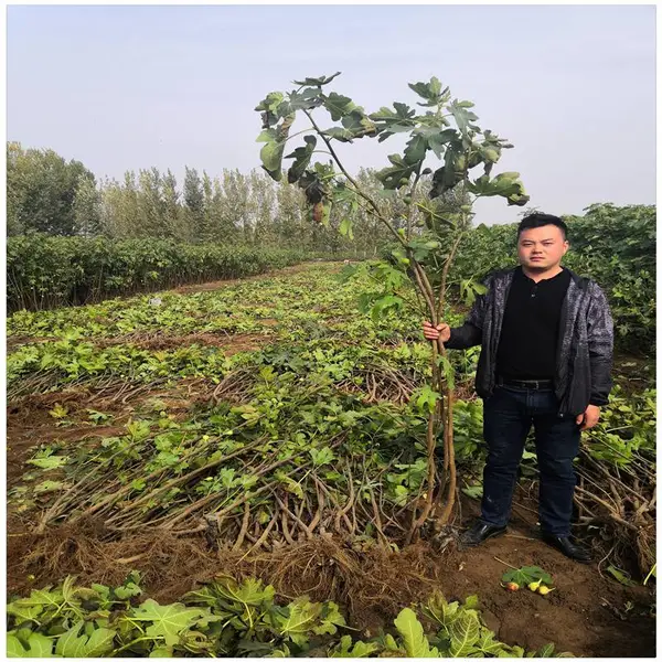 自产自销波姬红无花果苗品种 山东无花果苗木 保湿邮寄无花果树苗