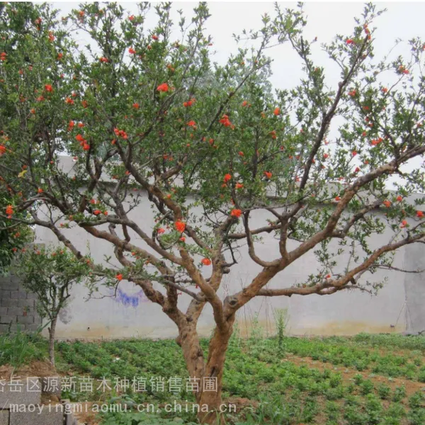 造型石榴树 绿化景区庭院观赏种植树 遮阴避阳石榴树苗 观赏价值高