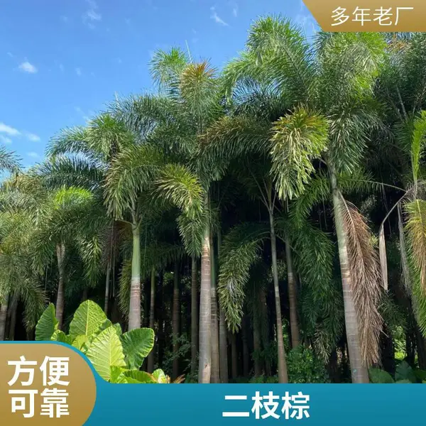 高5.5m 狐尾椰子 狐尾棕 规格齐全 基地源头 景兴园林