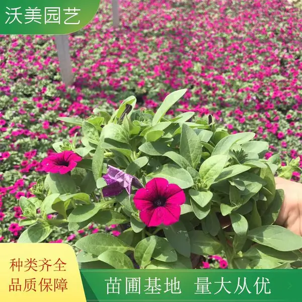 沃美园艺出售 宿根草花 垂吊牵牛盆景盆栽 观赏 花量丰富时令草花