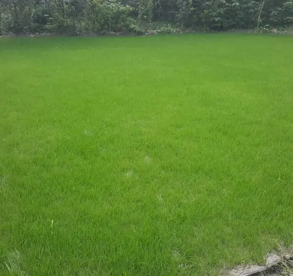 优质混播草坪 四季常青长势均匀 公园庭院铺装 场地绿化铺建实用绿植