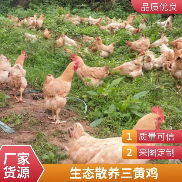 一手三鸟 三黄鸡批发 有蒸焖炖炒烤烹饪方式 基地供应