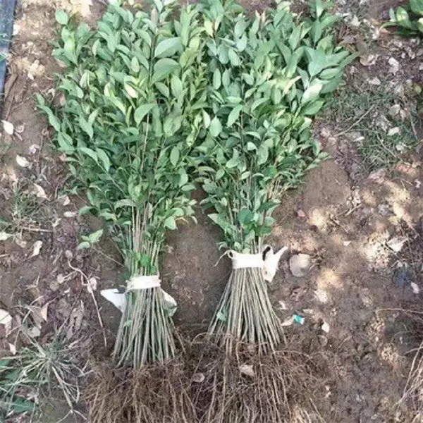 ��ҶŮ������ ͥԺΧǽ �����ֲ�� �ļ����� СҶŮ����