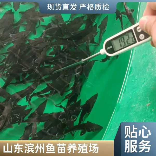 鲟鱼鱼苗 鲈鱼苗 山东滨州本地养殖场 可签订购销合同