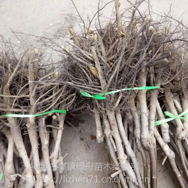 占地香玲核桃树,8518核桃苗,辽核核桃苗,2公分核桃树,3公分核桃树便宜处理