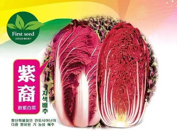 韩国紫白菜种子单球重1.2-2.2kg口感鲜嫩