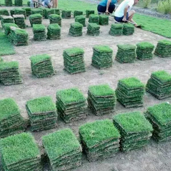 马尼拉草皮 广东梅州铁路护坡绿化用的果岭草***格 哪里有卖