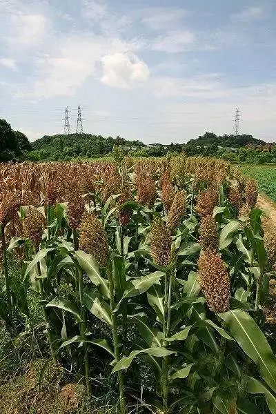 荞麦回收厂家-德穗农业(在线咨询)-竹山荞麦回收