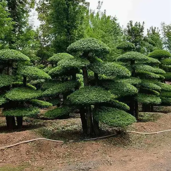 天津对节白蜡基地-江苏对节白蜡树桩-宿迁造型对节白蜡桩价格