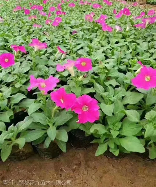 山东青州【矮牵牛】矮牵牛批发基地