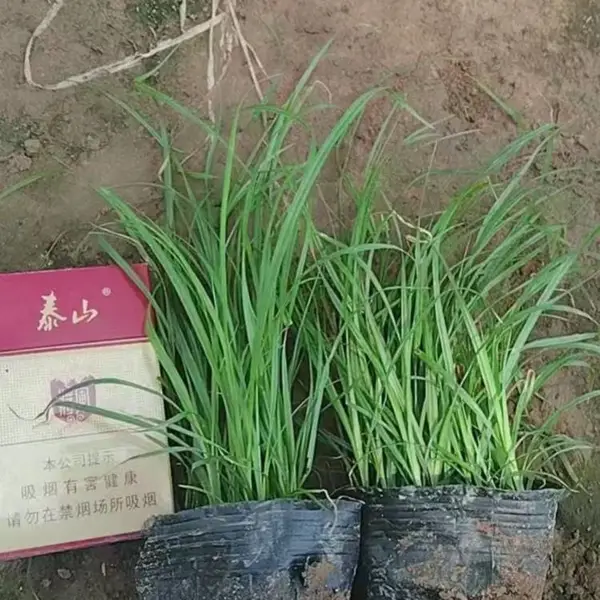青绿苔草小苗 耐寒耐旱 耐盐碱 四季常绿 生态地被植物 禾林