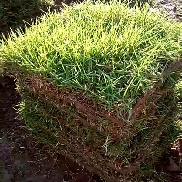 马尼拉草坪 湖南衡阳绿化草坪品种***格 哪里有卖