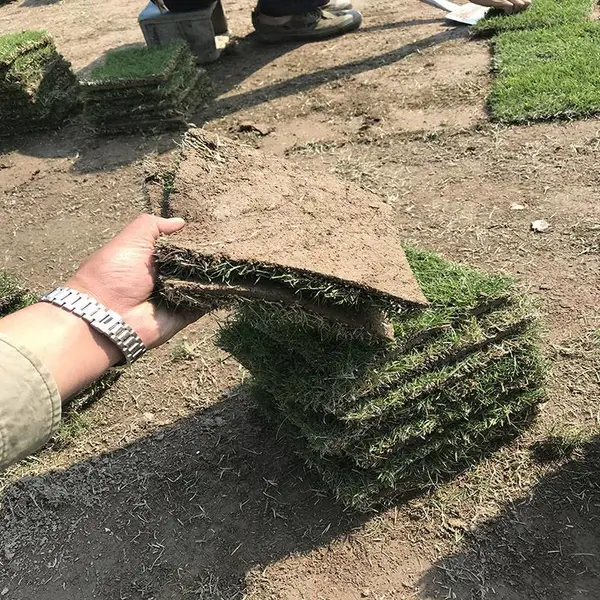 湖南马尼拉草皮 郴州马尼拉草皮价格 优质马尼拉草皮