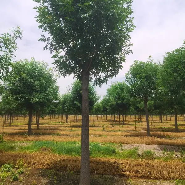 源新苗木 移栽全冠白蜡 对节白蜡造形树 大直径生长快 工地风景树