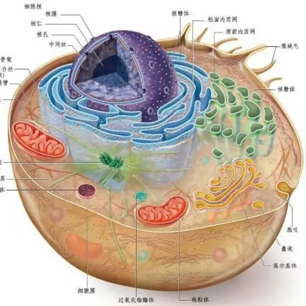 Trans PCR酶 PCR Enzyme 基因改造 高活性筛选表达 亲和 离子交换层析