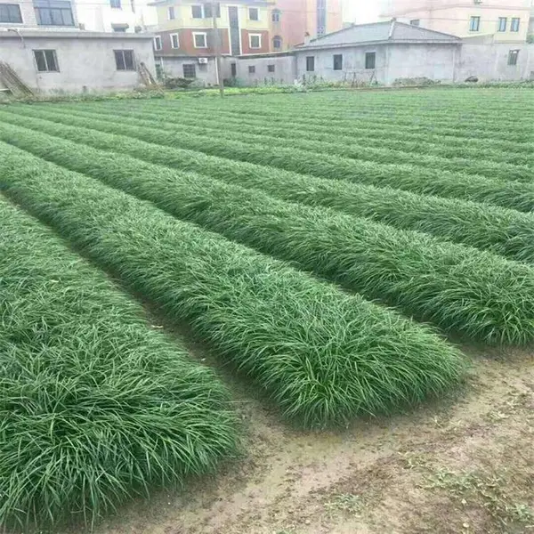 出售细叶麦冬草 四季常绿植物 庭院道路绿化苗 矮麦冬5-10公分高