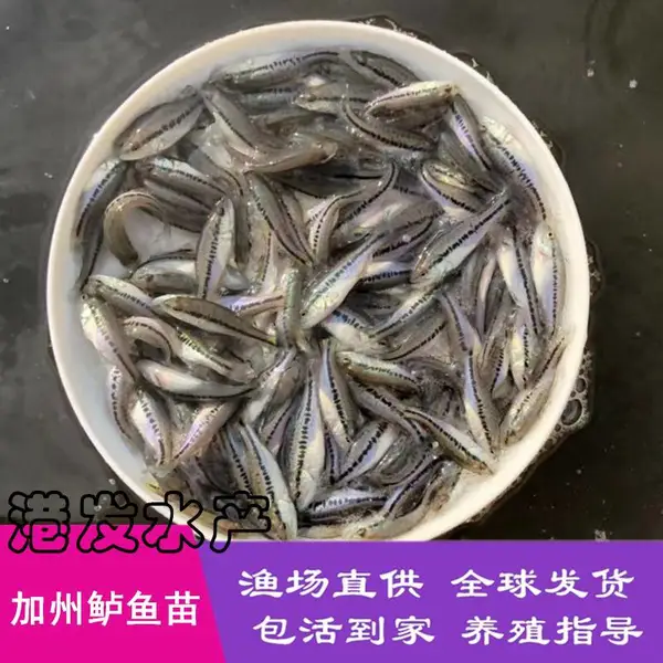 佛山鲈鱼苗基地直供 加州鲈鱼苗 大口黑鲈鱼鱼苗 规模养殖技术