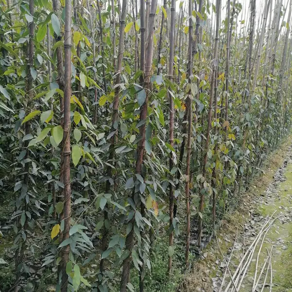 油麻藤基地,牛马藤基地,油麻藤出售,油麻藤采购
