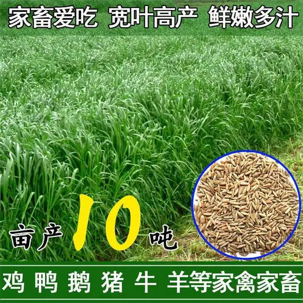 抚顺常青草种草籽厂家批发山体护坡草种草种籽