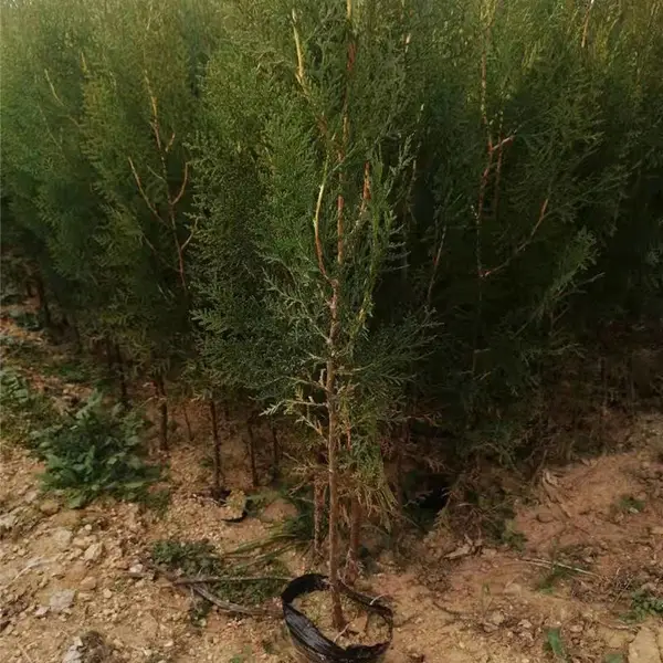 ���֦ ������������������ ��������� ������Ӧ