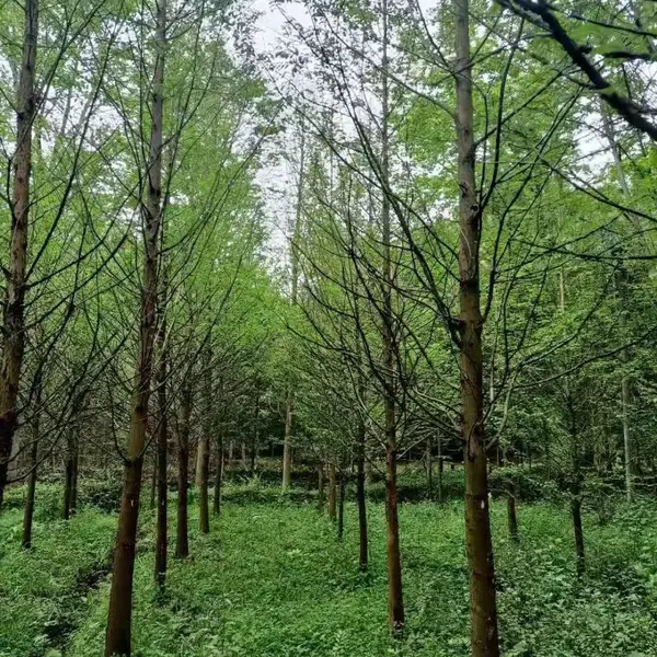 水杉,水杉价格,成都水杉批发,成都水杉基地