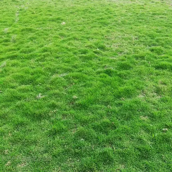 庭院绿化草坪带土带泥果岭草马尼拉四季青草皮带泥土