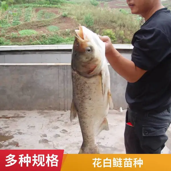 潍坊本地花鲢白鲢鱼苗养殖场供应 白鲢鱼苗花鲢苗 大水面增养殖