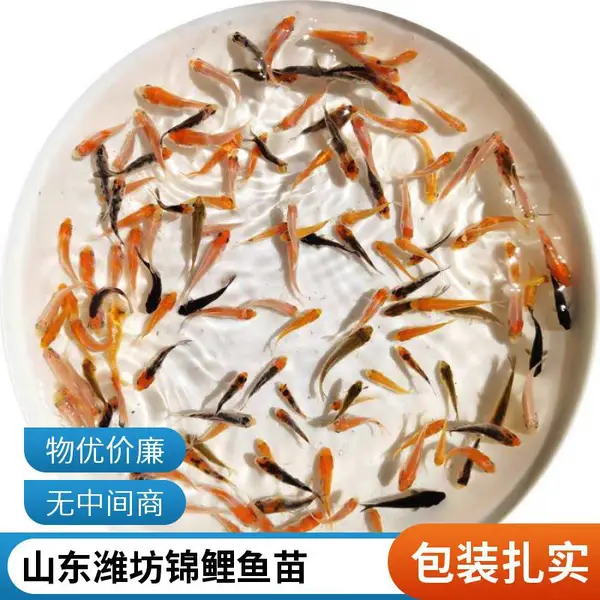 代发锦鲤鱼苗 山东潍坊本地观赏鱼苗锦鲤鱼苗养殖场 规格全 包装好