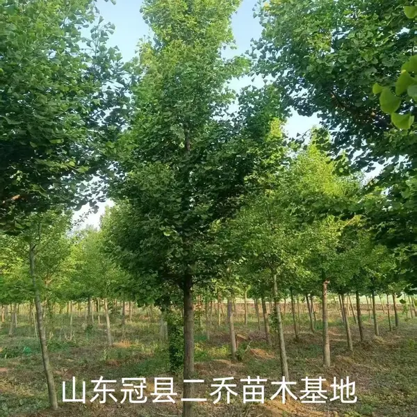 6公分至15公分银杏树,聊城冠县原生冠银杏树基地,银杏树产地报价,山东聊城银杏树