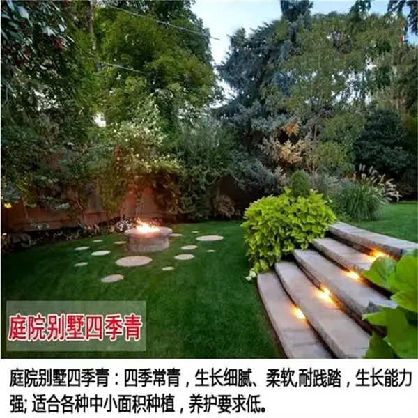 常青黑麦草种子厂家|黑麦草种子全国仓库