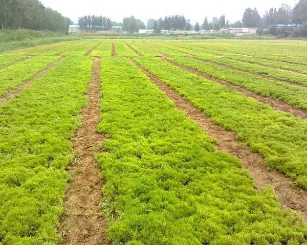 屋顶绿化用佛甲草有,山东佛甲草种植基地有