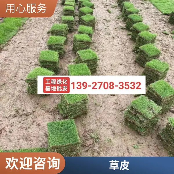 马尼拉草皮 草坪 供应 耐践踏台 湾草坪 固土能力强 生长速度快